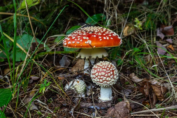 독버섯의 사진입니다 Fly Amanita Amanita Muscaria Mushroom — 스톡 사진