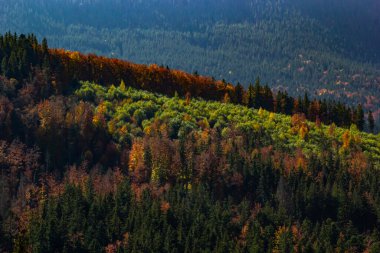 Karpatlar 'da sıcak bir akşam. Dağlarda yaz manzarası. Ukrayna, Avrupa.
