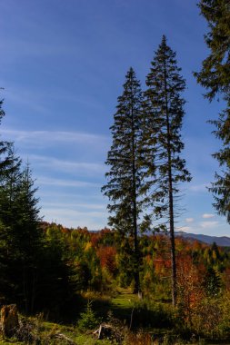 Kozalaklı orman. Karpatlar 'daki dağlar, Ukrayna.