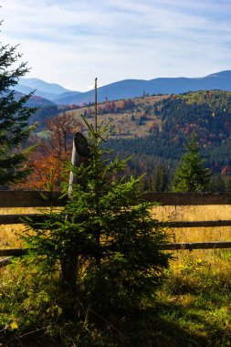 Kozalaklı orman. Karpatlar 'daki dağlar, Ukrayna.
