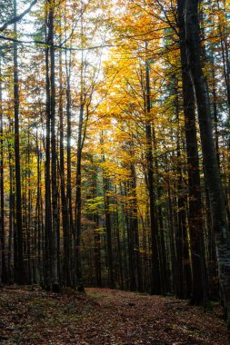 Güzel sonbahar kayın ormanı. Ukrayna 'daki Karpatlar. Dovbush kayaları.