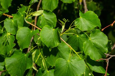 Linden branch with green leaves and buds before flowering.