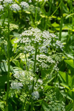 Aegopodyum podagraria familyasından beyaz bir çiçeğin yakın çekimi, genellikle yaşlı toprak ağası, ot gerard, piskopos otu, gutweed, gut otu olarak bilinir. Ön plana odaklan, çiçek çayırı bulanık arkaplan.