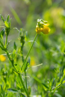 A Lathyrus pratensis flower of the meadow growing on the summer meadow.