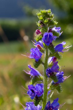 Güneşli yaz gününde çiçek açan çayır. Echium vulgare, güzel kır çiçekleri. Yaz çiçekleri, yakın plan çiçekler..