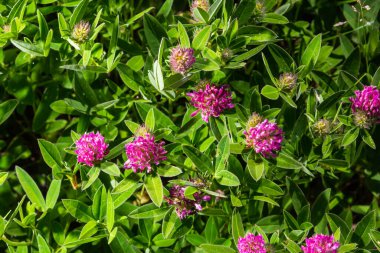 Trifolium pratense. Çiçek açan yonca çalıları. Güneşte kırmızı yonca bitkileri. Kırmızı yonca çiçeğindeki bal arısı. Kırmızı yonca ve yeşil çimenli çiçek tarlası.