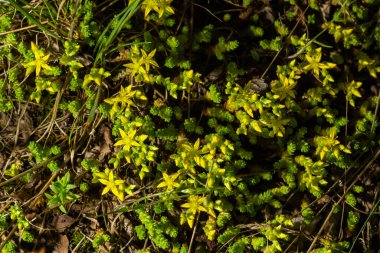 Sedum acre, Sedum albümü çok sayıda yükselen küçük, kalın yapraklarla kaplı daimi bitkidir..