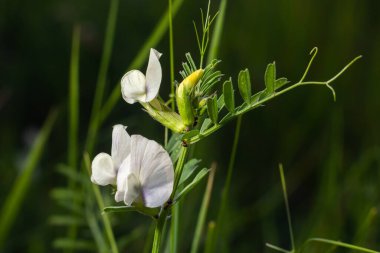 Vicia barbazitae, Vicia laeta, Fabaceae. Baharda vahşi bitki vuruşu.