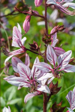 Burning-bush, Dictamnus albus. Dictamnus is a genus of flowering plant in the family Rutaceae.