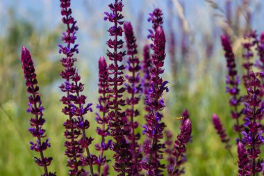 Macro of salvia sage blossoms as it just begins to bloom. Salvia deserta.