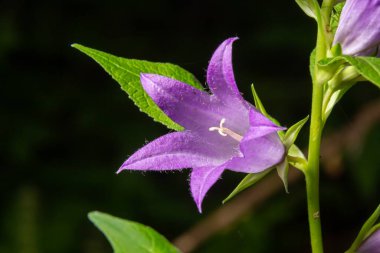 Çiçek açan ısırgan çiçeğinin yakın plan resmi. Karanlık, bulanık, doğal arka plan. Campanula soluk borusu. Kıllı menekşe çanın yeşil yapraklı sapında çiçek şeklinde güzel bir detay. Seçici odak.