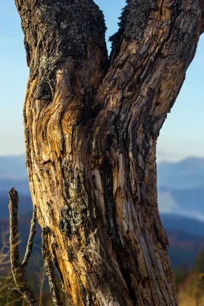 Stary Całkowicie Suche Drzewo Rosnące Tle Błękitnego Nieba — Zdjęcie stockowe