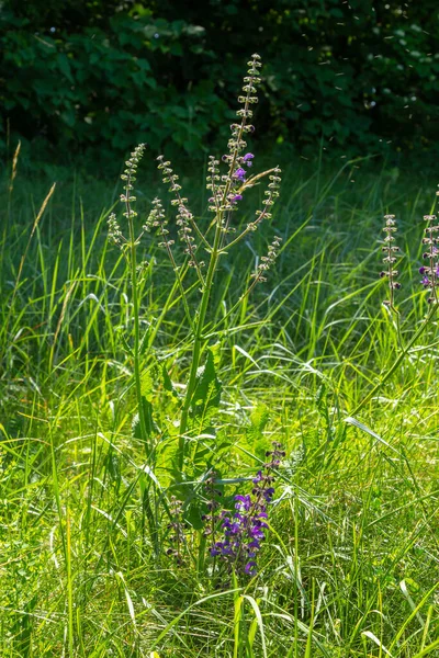 stock image Salvia pratensis sage flowers in bloom, flowering blue violet purple mmeadow clary plants, green grass leaves.