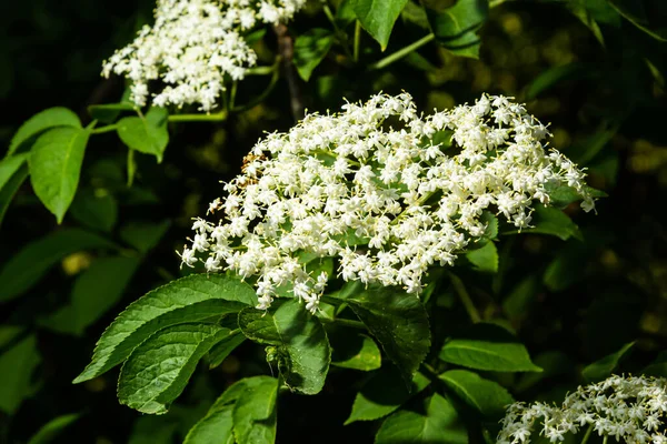 Black Sambucus Sambucus Nigra White Flowers Blossom Macro Delicate Flowers —  Fotos de Stock