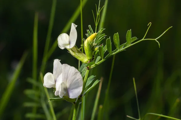 Vicia Barbazitae Vicia Laeta Fabaceae Wild Plant Shot Spring — Fotografia de Stock