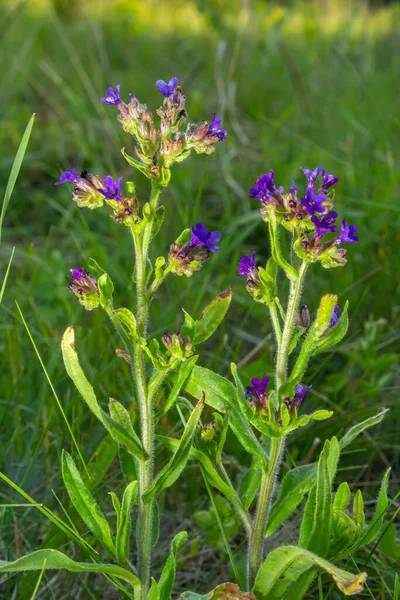Anchusa Officinalis Alkanet Common Bugloss Summer Dawn Dew Drops Lie — Stock Photo, Image