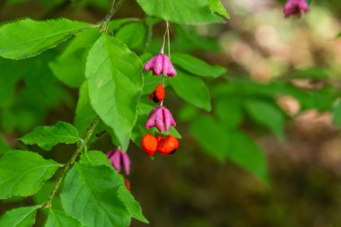 Euonymus europaeus Avrupa ortak Milli kapsülü olgunlaşan sonbahar meyveleri, turuncu tohumlu kırmızı ya da pembe renkler, sonbahar renkli yapraklar.