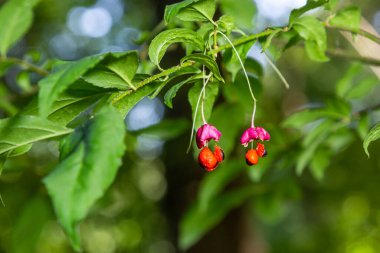 Euonymus europaeus Avrupa ortak Milli kapsülü olgunlaşan sonbahar meyveleri, turuncu tohumlu kırmızı ya da pembe renkler, sonbahar renkli yapraklar.