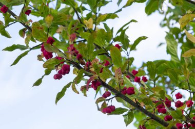 Euonymus europaeus ya da kısaca Euonymus europaeus, Çestraceae familyasından bir çalı türü. Meyve zehirlidir..