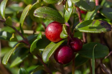 Lingonberry Fireballs - Latince adı - Vaccinium vitis-idaea Fireballs.
