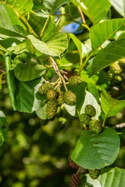 Kızılağaç yaprak ve yeşil koni dalı. Alnus glutinosa, ortak Kızılağaç, siyah Kızılağaç bahar dalı.