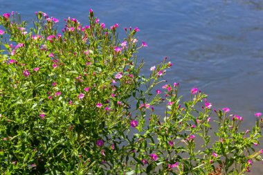 Epilobium hirsutum, great hairy willowherb closeup, soft focus.