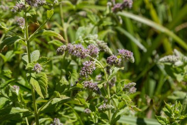 In the wild grows mint long-leaved Mentha longifolia.