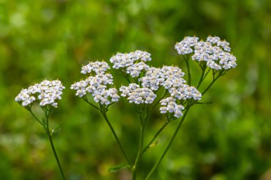 Yarrow common, flowers of a medicinal plant. Raw materials for the medical industry.