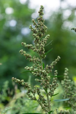 Chenopodium albümü, Lobodaceae ailesinin grimsi toz bitkileriyle kaplı, her yıl üretilen gri-yeşil otların bir türüdür..