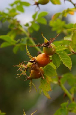 Rosa canina, gül familyasının uzun ömürlü bir bitkisidir. Güçlü dikenli dalları olan uzun bir çalıdır. Vitamin, ilaç, yiyecek, bal, manevi, tanin, boya, dekoratif bitki..