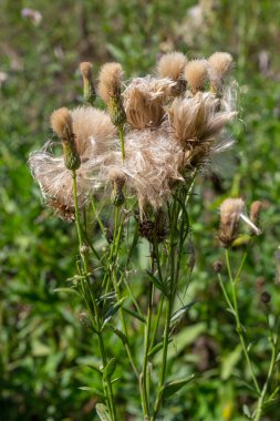 Cirsium arvense, devedikeni (devedikeni) familyasından bir bitki türü. Tohumlu sonbahar bitkileri. İlaç bitkileri.