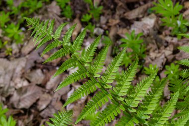 Fern, sporlarla üreyen ve ne tohumu ne de çiçeği olan bir damar bitkisi grubunun üyesidir. İlaç fabrikası..