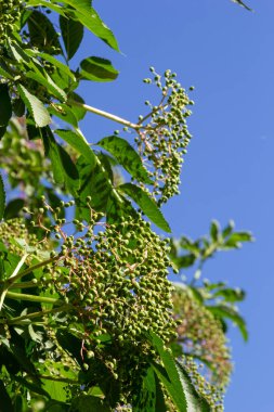 Çiçek tomurcukları ve kara elderberry yaprakları veya Sambucus canadensis, bahçede.