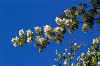 Kase şeklinde beyaz çiçeklerin yakın plan çekimi. Tatlı sahte portakallı sarı pudingler. Ya da İngiliz kızılcık ağacından. Yaz aylarında mavi gökyüzü arkaplanıyla güneş ışığına çıkarak.