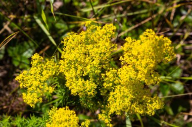 Galium verum is a herbaceous perennial plant of the family Rubiaceae. Flowering meadow, fragrant, honey plants.