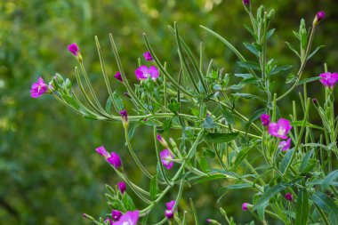 A close-up of a flowering Great willowherb, Epilobium hirsutum on a late summer evening in Estonian nature.