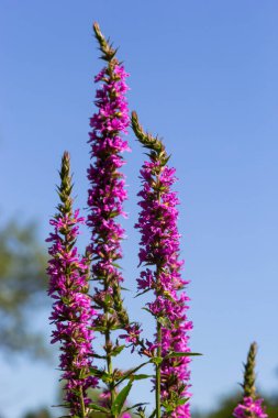 Lythrum salicaria pink flowers, purple loosestrife, spiked loosestrife, purple lythrum on green meadow.