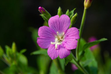 A close-up of a flowering Great willowherb, Epilobium hirsutum on a late summer evening in Estonian nature.