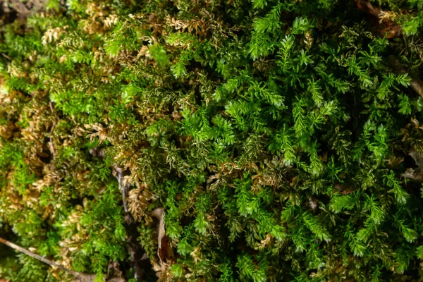 自然の中で天然の苔 緑苔の背景色 — ストック写真