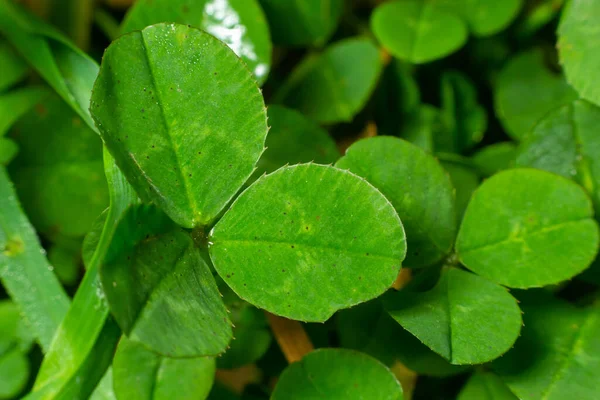 Lucky Irish Four Leaf Clover Field Patricks Day Holiday Symbol — Zdjęcie stockowe