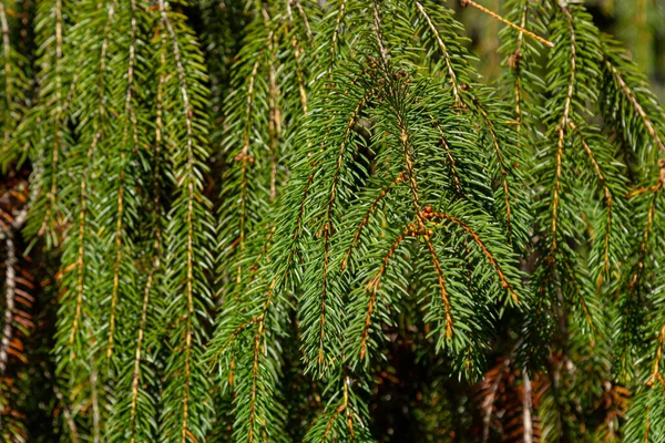 绿色云杉分支作为纹理的背景 绿色云杉 白色云杉或科罗拉多蓝色云杉 — 图库照片