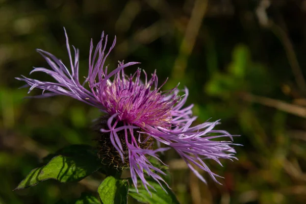 Kentaurea Jacea Virágzik Réten Között Vad Füvek — Stock Fotó