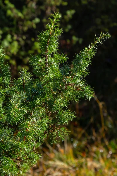 Juniperus Communis Cupressaceae Familyasından Bir Kozalak Türüdür Yeşil Bulanık Bokeh — Stok fotoğraf
