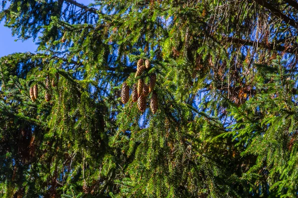 Норвегия Против Голубого Неба Латинское Название Picea Abies — стоковое фото