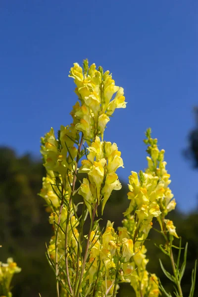 Linaria Vulgaris Names Common Toadflax Yellow Toadflax Butter Eggs Blooming — Stock Photo, Image
