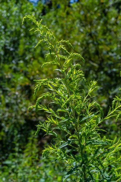 Solidago Canadensis Known Canada Goldenrod Canadian Goldenrod Herbaceous Perennial Plant — Fotografia de Stock