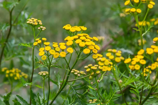 Yellow Flowers Tancy Blooming Summer Tansy Tanacetum Vulgare Perennial Herbaceous — Stock Photo, Image
