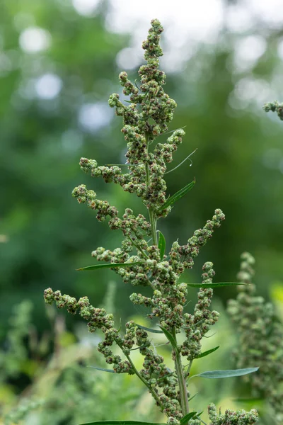 チェノポジウム アルバム Chenopodium Album アオイ科の灰色の粉末植物で覆われた草本の灰色緑の一種である — ストック写真
