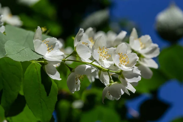 Philadelphus Coronarius Dulce Mock Naranja Flores Blancas Flor Ramas Arbusto —  Fotos de Stock