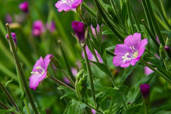 Willow Herb Epilobium Hirsutum Flowering Medicinal Plant Red Flowers — Stockfoto